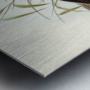 Chesnut-breasted Duck Anas punctata illustrated by Elizabeth Gould 1804–1841 for John Gould’s 1804-1881 Birds of Australia  Metal print