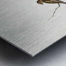 Red-capped Robin Petroica Goodenovii illustrated by Elizabeth Gould 1804–1841 for John Gould’s 1804-1881 Birds of Australia  Metal print