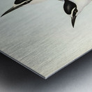 Panayan Tern Onychoprion Panaya illustrated by Elizabeth Gould 1804–1841 for John Gould’s 1804-1881 Birds of Australia  Metal print