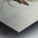 Bartrams Sandpiper Actiturus Bartramius illustrated by Elizabeth Gould 1804–1841 for John Gould’s 1804-1881 Birds of Australia  Metal print