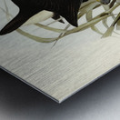 Zure-breasted Porphyrio Porphyrio bellus illustrated by Elizabeth Gould 1804–1841 for John Gould’s 1804-1881 Birds of Australia  Metal print