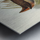 Rufous-vented Gallinule Gallinula ruficrissa illustrated by Elizabeth Gould 1804–1841 for John Gould’s 1804-1881 Birds of Australia  Metal print