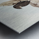 Australian Swift Cypselus Australis illustrated by Elizabeth Gould 1804–1841 for John Gould’s 1804-1881 Birds of Australia  Metal print