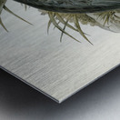 Cereopsis Goose Cereopsis Novae-Hollandiae illustrated by Elizabeth Gould 1804–1841 for John Gould’s 1804-1881 Birds of Australia  Metal print