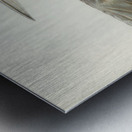 Black-billed Tern Sterna melanorhyncha illustrated by Elizabeth Gould 1804–1841 for John Gould’s 1804-1881 Birds of Australia  Metal print