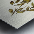 Varied Honey-eater Ptilotis versicolor illustrated by Elizabeth Gould 1804–1841 for John Gould’s 1804-1881 Birds of Australia  Metal print