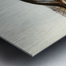 Australian Shoveller Spatula Rhynchotis illustrated by Elizabeth Gould 1804–1841 for John Gould’s 1804-1881 Birds of Australia  Metal print