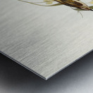 Brown Honey-eater Glyciphila ocularis illustrated by Elizabeth Gould 1804–1841 for John Gould’s 1804-1881 Birds of Australia  Metal print