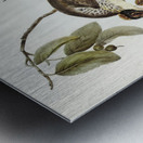 Friar Bird Tropidorhynchus corniculatus illustrated by Elizabeth Gould 1804–1841 for John Gould’s 1804-1881 Birds of Australia  Metal print