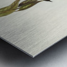 Yellow-throated Honey-eater Ptilotis flavigula illustrated by Elizabeth Gould 1804–1841 for John Gould’s 1804-1881 Birds of Australia  Metal print