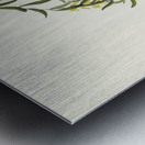 Yellow-tufted Honey-eater Ptilotis auricomis illustrated by Elizabeth Gould 1804–1841 for John Gould’s 1804-1881 Birds of Australia  Metal print