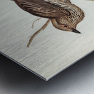 Yellow-bellied Sphecotheres Sphecotheres flaviventris illustrated by Elizabeth Gould 1804–1841 for John Gould’s 1804-1881 Birds of Australia  Metal print