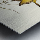 Yellow Honey-eater Ptilotis flava illustrated by Elizabeth Gould 1804–1841 for John Gould’s 1804-1881 Birds of Australia  Metal print