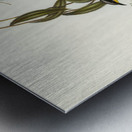 Wattle-cheeked Honey-eater Ptilotis cratitius illustrated by Elizabeth Gould 1804–1841 for John Gould’s 1804-1881 Birds of Australia  Metal print