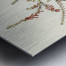 Tasmanian Honey-eater Meliphaga Australasiana illustrated by Elizabeth Gould 1804–1841 for John Gould’s 1804-1881 Birds of Australia  Metal print