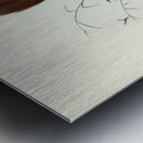 Rufous-headed Bristle-Bird Sphenura Broadbenti illustrated by Elizabeth Gould 1804–1841 for John Gould’s 1804-1881 Birds of Australia  Metal print