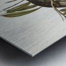 Graeat Wattled Honey-eater Anthochaera inauris illustrated by Elizabeth Gould 1804–1841 for John Gould’s 1804-1881 Birds of Australia  Metal print