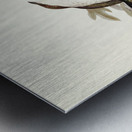 Shining starling Aplonis metallica illustrated by Elizabeth Gould 1804–1841 for John Gould’s 1804-1881 Birds of Australia  Metal print