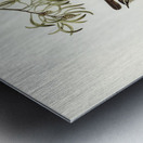 Allied Sericornis Ericornis osculans illustrated by Elizabeth Gould 1804–1841 for John Gould’s 1804-1881 Birds of Australia  Metal print