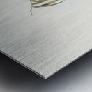 Chestnut-rumped Acanthiza Acanthiza uropygialis illustrated by Elizabeth Gould 1804–1841 for John Gould’s 1804-1881 Birds of Australia  Metal print