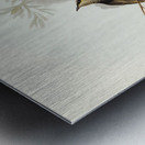 Fasciated Honey-eater Ptilotis fasciogularis illustrated by Elizabeth Gould 1804–1841 for John Gould’s 1804-1881 Birds of Australia  Metal print