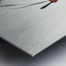 Black-headed Wren Malurus melanocephalus illustrated by Elizabeth Gould 1804–1841 for John Gould’s 1804-1881 Birds of Australia  Metal print