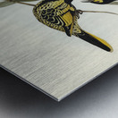 Warty-faced Honey-eater Zanthomyza Phrygia illustrated by Elizabeth Gould 1804–1841 for John Gould’s 1804-1881 Birds of Australia  Metal print