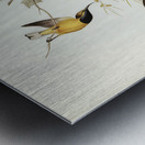 Australian Sun-bird Nectarinia australis illustrated by Elizabeth Gould 1804–1841 for John Gould’s 1804-1881 Birds of Australia  Metal print