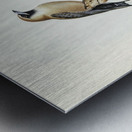 Black-faced Wood-Swallow Artamus melanops illustrated by Elizabeth Gould 1804–1841 for John Gould’s 1804-1881 Birds of Australia  Metal print