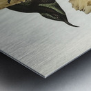 Rifle Bird Ptiloris paradiseus illustrated by Elizabeth Gould 1804–1841 for John Gould’s 1804-1881 Birds of Australia  Metal print