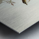 White-breasted Zosterops Zosterops albogularis illustrated by Elizabeth Gould 1804–1841 for John Gould’s 1804-1881 Birds of Australia  Metal print