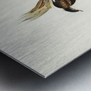 White-breasted Zosterops Zosterops albogularis illustrated by Elizabeth Gould 1804–1841 for John Gould’s 1804-1881 Birds of Australia  Metal print