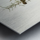 Spotted Sericornis Sericornis maculatus illustrated by Elizabeth Gould 1804–1841 for John Gould’s 1804-1881 Birds of Australia  Metal print