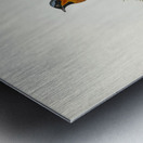 White-bellied Flycatcher Monarcha albiventris illustrated by Elizabeth Gould 1804–1841 for John Gould’s 1804-1881 Birds of Australia  Metal print