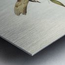 Black-backed Tree-Creeper Climacteris melanotus illustrated by Elizabeth Gould 1804–1841 for John Gould’s 1804-1881 Birds of Australia  Metal print