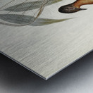 Albert Lyre-Bird Menura Alberti illustrated by Elizabeth Gould 1804–1841 for John Gould’s 1804-1881 Birds of Australia  Metal print