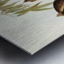 Marbled Podargus Podargus marmoratus illustrated by Elizabeth Gould 1804–1841 for John Gould’s 1804-1881 Birds of Australia  Metal print