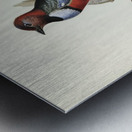 Macklot&39s Pitta Pitta Mackloti illustrated by Elizabeth Gould 1804–1841 for John Gould’s 1804-1881 Birds of Australia  Metal print