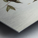 Cockerells Honey-eater Ptilotis Cockerelli illustrated by Elizabeth Gould 1804–1841 for John Gould’s 1804-1881 Birds of Australia  Metal print