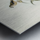 Cockerells Honey-eater Ptilotis Cockerelli illustrated by Elizabeth Gould 1804–1841 for John Gould’s 1804-1881 Birds of Australia  Metal print