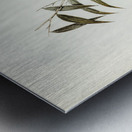 Kaups Flycatcher Arses Kaupi illustrated by Elizabeth Gould 1804–1841 for John Gould’s 1804-1881 Birds of Australia  Metal print