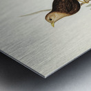 Grey-headed Blackbird Merula poliocephala illustrated by Elizabeth Gould 1804–1841 for John Gould’s 1804-1881 Birds of Australia  Metal print