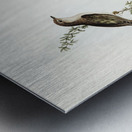 Shining Cuckoo Chrysococcyx lucidus illustrated by Elizabeth Gould 1804–1841 for John Gould’s 1804-1881 Birds of Australia  Metal print