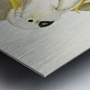 Crested Cockatoo Cacatua galerita illustrated by Elizabeth Gould 1804–1841 for John Gould’s 1804-1881 Birds of Australia  Metal print