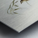 Crested Cockatoo Cacatua galerita illustrated by Elizabeth Gould 1804–1841 for John Gould’s 1804-1881 Birds of Australia  Metal print