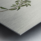 Large-billed Sericornis Sericornis magnirostris illustrated by Elizabeth Gould 1804–1841 for John Gould’s 1804-1881 Birds of Australia  Metal print