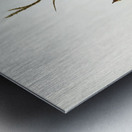 Large-billed Sericornis Sericornis magnirostris illustrated by Elizabeth Gould 1804–1841 for John Gould’s 1804-1881 Birds of Australia  Metal print