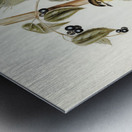 Large-headed Robin Eopsaltria capito illustrated by Elizabeth Gould 1804–1841 for John Gould’s 1804-1881 Birds of Australia  Metal print