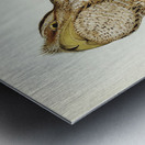 Papuan Podargus Podargus Papuensis illustrated by Elizabeth Gould 1804–1841 for John Gould’s 1804-1881 Birds of Australia  Metal print