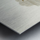 Vinous-tinted Blackbird Merula vinitincta illustrated by Elizabeth Gould 1804–1841 for John Gould’s 1804-1881 Birds of Australia  Metal print